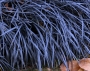 Офиопогон (OPHIOPOGON PLANISCAPUS NIGER, black grass, nigrescens)