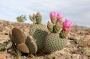 Опунция базиларис (Opuntia basilaris var. whitneyana)