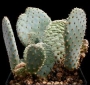 Опунция базиларис (Opuntia basilaris var. whitneyana)