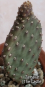 Опунция базиларис (Opuntia basilaris var. whitneyana)