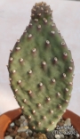 Опунция базиларис (Opuntia basilaris var. whitneyana)