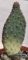 Опунция базиларис (Opuntia basilaris var. whitneyana)