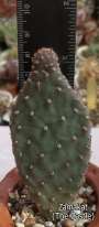 Опунция базиларис (Opuntia basilaris var. whitneyana)