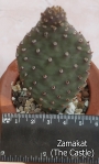 Опунция базиларис (Opuntia basilaris var. whitneyana)