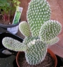 Опунция (Cactus Opuntia microdasys v. albispina)