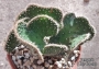 Опунция кристата (Opuntia cristata)