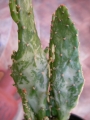 Опунция (Opuntia Monacantha fma Variegata)