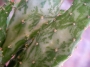 Опунция (Opuntia Monacantha fma Variegata)