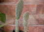 Опунция (Opuntia phaeacantha)