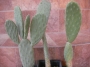 Опунция (Opuntia)