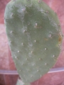 Опунция (Opuntia)