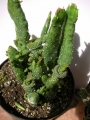 Опунция (Opuntia)