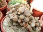 Опунция (Opuntia clavaroides Maihueniopsis claverioides)