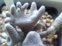 Опунция (Opuntia clavaroides Maihueniopsis claverioides)