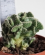 Опунция (Opuntia fulgida f. cristata)