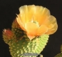 Опунция (Opuntia microdasys)