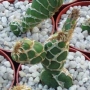 Опунция (Opuntia zebrina reticulata, OPUNTIA spec. cv. Cobra)