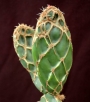Опунция (Opuntia zebrina reticulata, OPUNTIA spec. cv. Cobra)