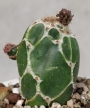 Опунция (Opuntia zebrina reticulata, OPUNTIA spec. cv. Cobra)