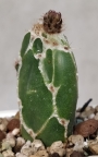Опунция (Opuntia zebrina reticulata, OPUNTIA spec. cv. Cobra)