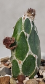 Опунция (Opuntia zebrina reticulata, OPUNTIA spec. cv. Cobra)