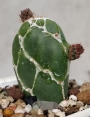 Опунция (Opuntia zebrina reticulata, OPUNTIA spec. cv. Cobra)