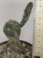 Опунция (Opuntia zebrina reticulata, OPUNTIA spec. cv. Cobra)