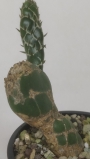 Опунция (Opuntia zebrina reticulata, OPUNTIA spec. cv. Cobra)
