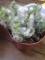 Опунция вестита (Opuntia vestita f. cristata)