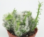 Опунция вестита (Opuntia vestita f. cristata)