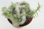 Опунция вестита (Opuntia vestita f. cristata)