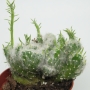 Опунция вестита (Opuntia vestita f. cristata)