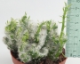 Опунция вестита (Opuntia vestita f. cristata)