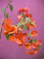 Тъмно оранжево- червен цвят Бугенвилия (Bougainvillea)