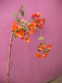 Тъмно оранжево- червен цвят Бугенвилия (Bougainvillea)