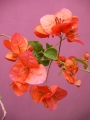 Тъмно оранжево- червен цвят Бугенвилия (Bougainvillea)