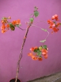 Тъмно оранжево- червен цвят Бугенвилия (Bougainvillea)