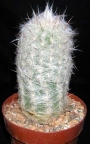 Ореоцереус (Oreocereus trollii)