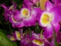 Орхидея дендробиум (Orchidaceae Dendrobium)