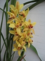 Орхидея Цимбидиум (Cymbidium)