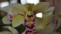 Орхидея Цимбидиум (Orchid Cymbidium)