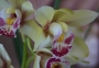 Орхидея Цимбидиум (Orchid Cymbidium)