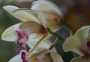 Орхидея Цимбидиум (Orchid Cymbidium)