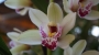 Орхидея Цимбидиум (Orchid Cymbidium)