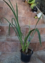 Орхидея Цимбидиум (Orchid Cymbidium)