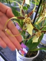 Орхидея (Orchid)