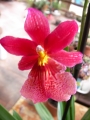 Орхидея (Orchidaceae)