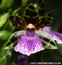 Орхидея Зигопеталум (Zygopetalum Rhein Blue)