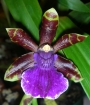 Орхидея Зигопеталум (Zygopetalum Rhein Blue)