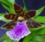 Орхидея Зигопеталум (Zygopetalum Rhein Blue)